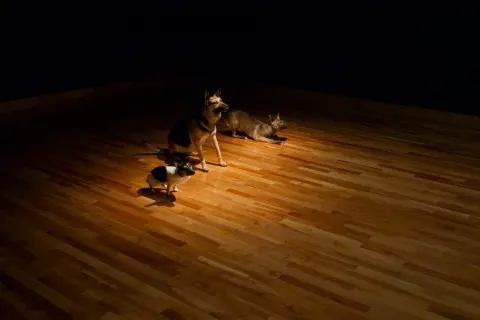 'Any Sharp Knife Will Do' - installation view, The Rooms Provincial Art Gallery - in collaboration with Seema Goel