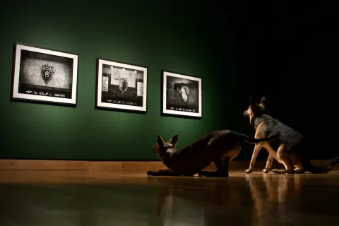 'Any Sharp Knife Will Do' - installation view, The Rooms Provincial Art Gallery - in collaboration with Seema Goel