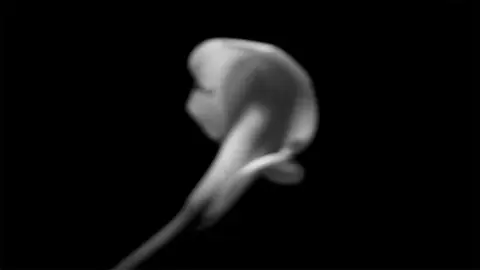 'The Emptiness (Calla Lily no. 1, after Mapplethorpe)' - video still, 2010