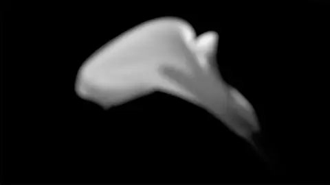 'The Emptiness (Calla Lily no. 2, after Mapplethorpe)' - video still, 2010