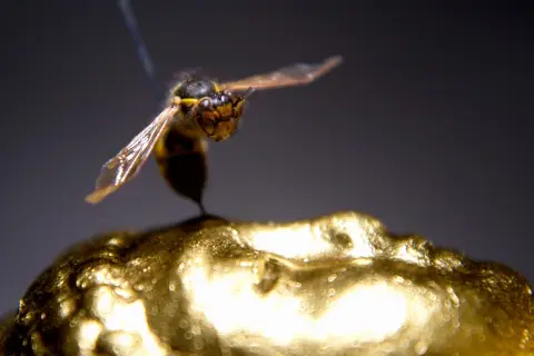 The Impact of Hyphenation in Wasps (2008) — work by Lee Henderson