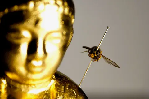 The Impact of Hyphenation in Wasps — c-prints transmounted to acrylic - 24x36" each, 2008 (2 of 7)