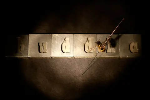 The Impact of Hyphenation in Wasps — c-prints transmounted to acrylic - 24x36" each, 2008 (7 of 7)