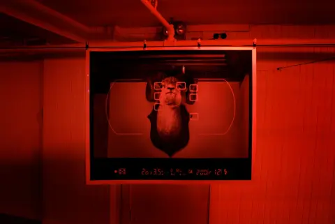 'Still Life with Thanatotic Ram IV' (installation view, A1C Gallery, St. John's, 2009)